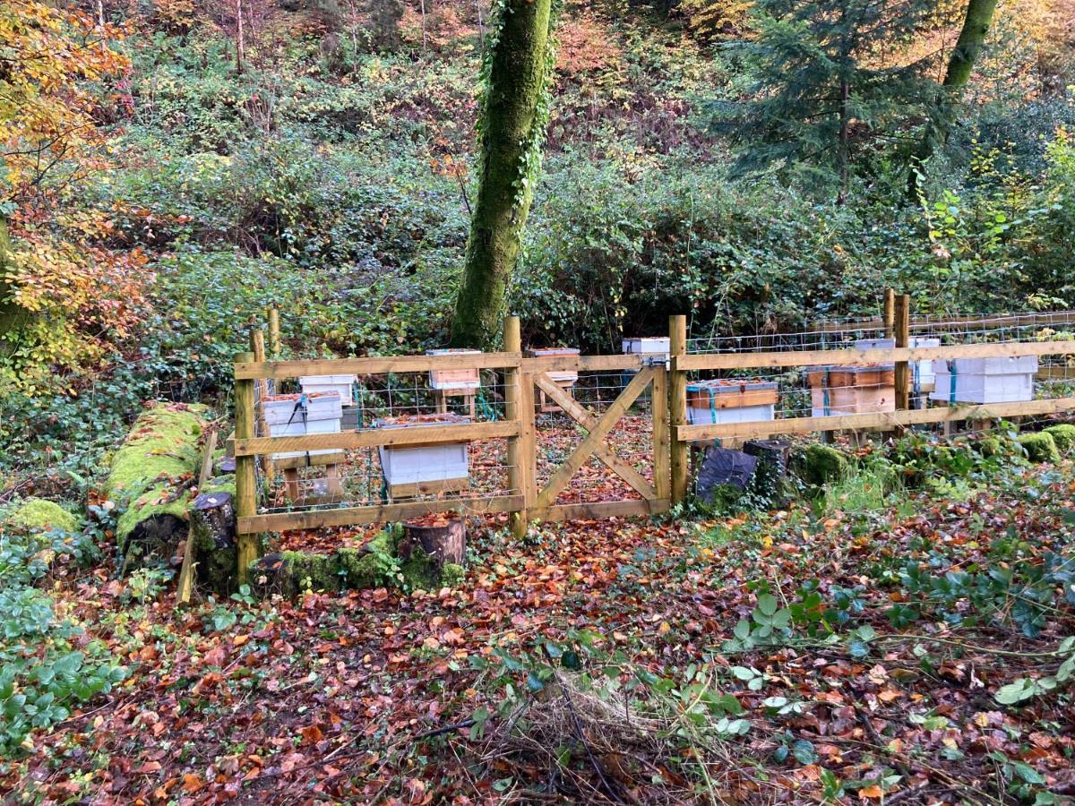 Honey Bee Cabin Llandysul Zewnętrze zdjęcie
