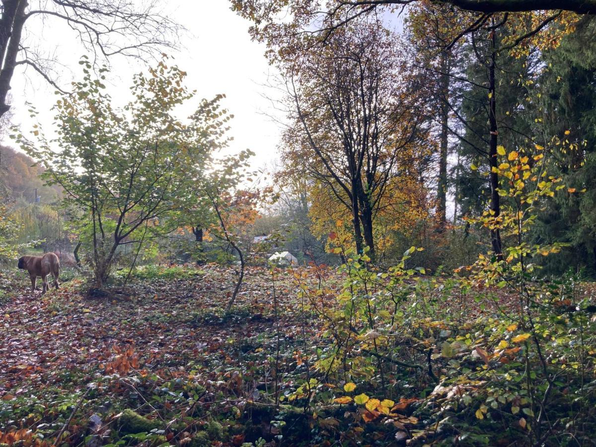 Honey Bee Cabin Llandysul Zewnętrze zdjęcie